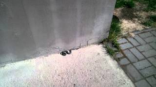 VID000000.mp4