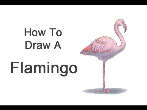 How to Draw a Flamingo - YouTube