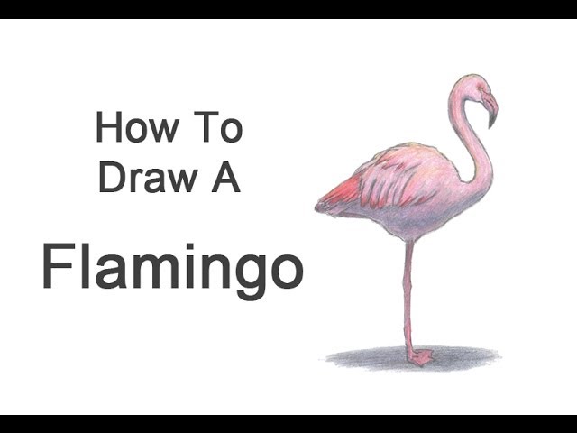 Deb Stanley Art Blog  How to draw flamingo, Art blog, Drawings