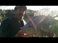 Buscando tilapia grande pesca con chuy