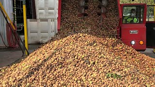 How To Harvest Thousands Of Tons Of Walnuts  American Agricultural Technology