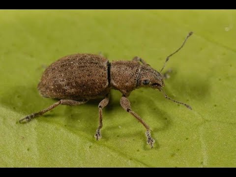 Video: Behandeling van vollere rozenkevers - Herstellen van vollere schade aan rozenkevers