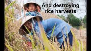 Climate-proofing rice farming in Vietnam