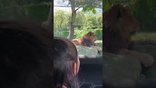 富士サファリパーク ほんとにほんとにほんとにライオンだ〜