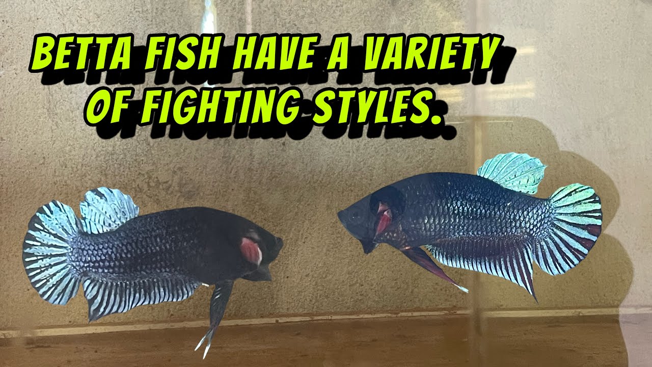 Betta fish have a variety of fighting styles.