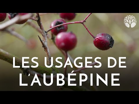 Vidéo: Récolter l'aubépine pour l'hiver et comment la préparer