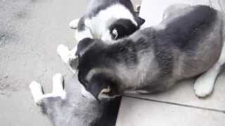 Husky puppies at play by Andriy Melnyk 2,964 views 9 years ago 1 minute, 6 seconds