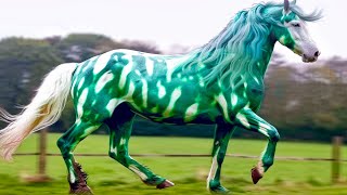 20 Most Expensive Equine Breeds In The World