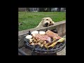 ► Cute is Not Enough 😹🐶🐻 Funny Cats and Dogs ► Funny Moment of the Animals