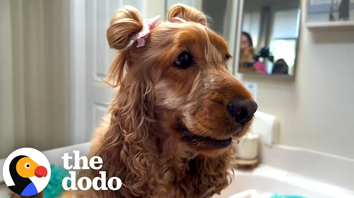 Dog's Hair Wouldn't Stop Growing So Mom Started Styling It | The Dodo
