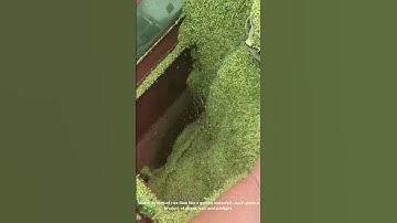 Powerful Machine Unloads Rice into Truck for Transport – Satisfying Harvest Moment!