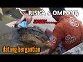 BUAYA MUARA RISKA & OMPONG DATANG BERGANTIAN