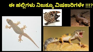 ಈ ಹಲ್ಲಿಗಳು ಅದೆಷ್ಟು ವಿಷಕಾರಿಗಳು ಗೊತ್ತಾ !? Gill monster and Mexican Beaded facts in kannada