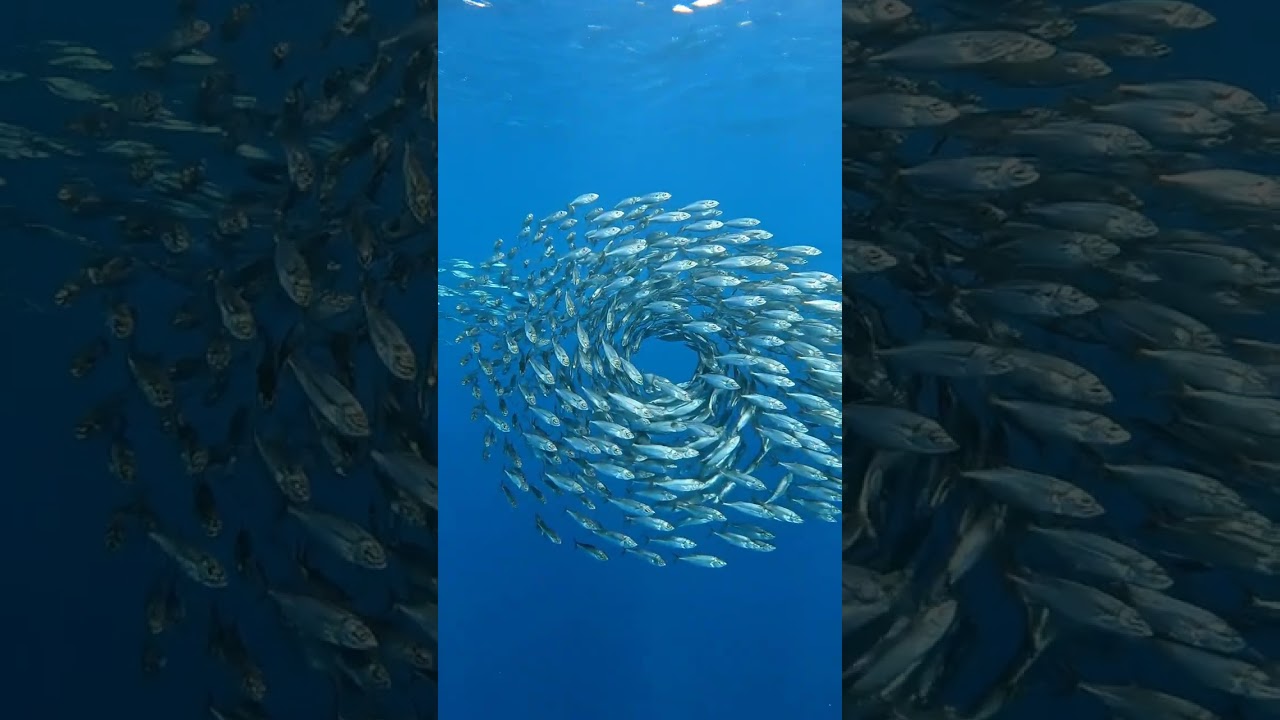 Cinematic Ocean Beauty 🌊 | Silver Sardines Swirling in Patterns  