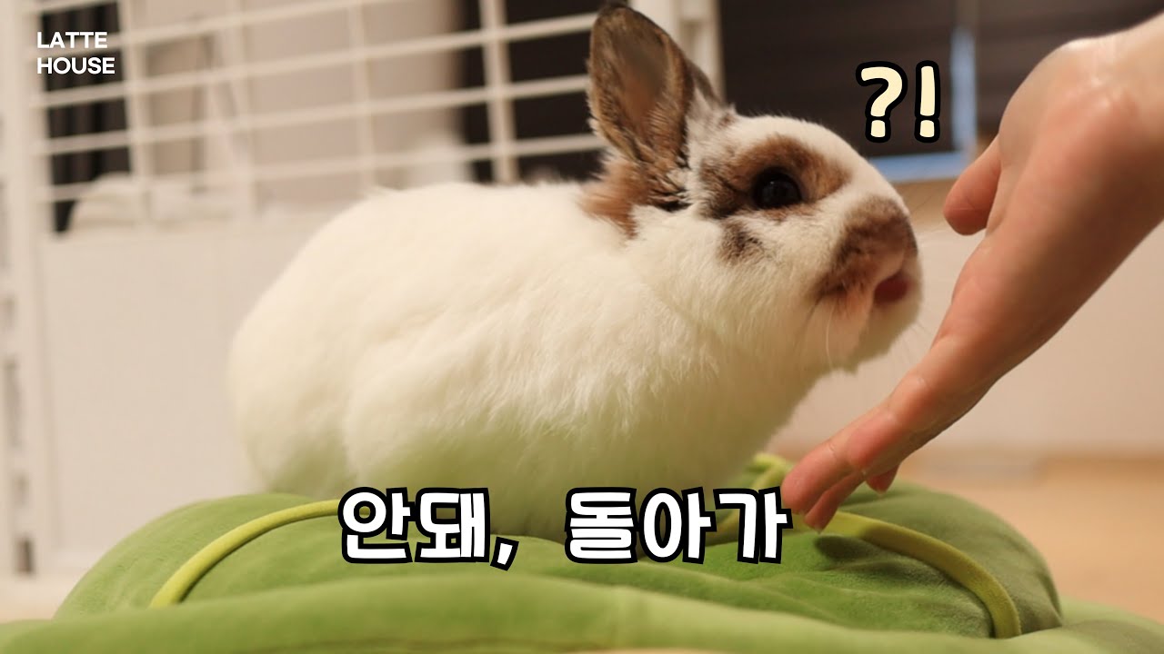 간식 없다고 했더니 토끼의 귀여운 반응 ㅋㅋ - YouTube