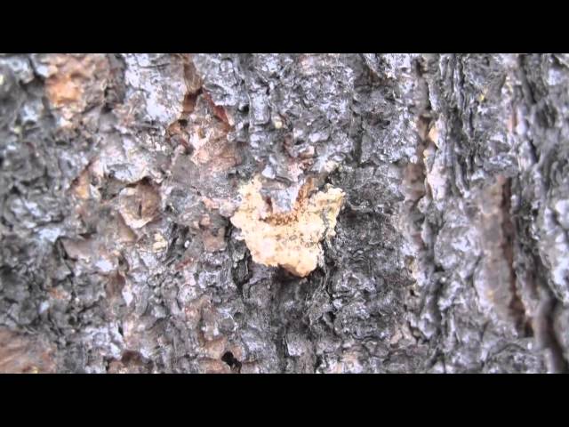 EcoFlight - Student Program - Pinebeetle Kill in the Rocky Mountain West