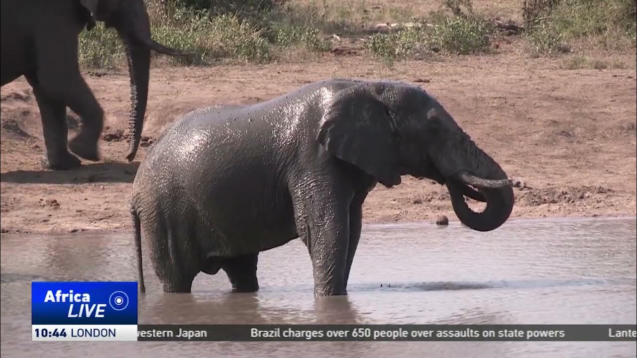 Human-wildlife conflict forces elephants from South Africa to Eswatini