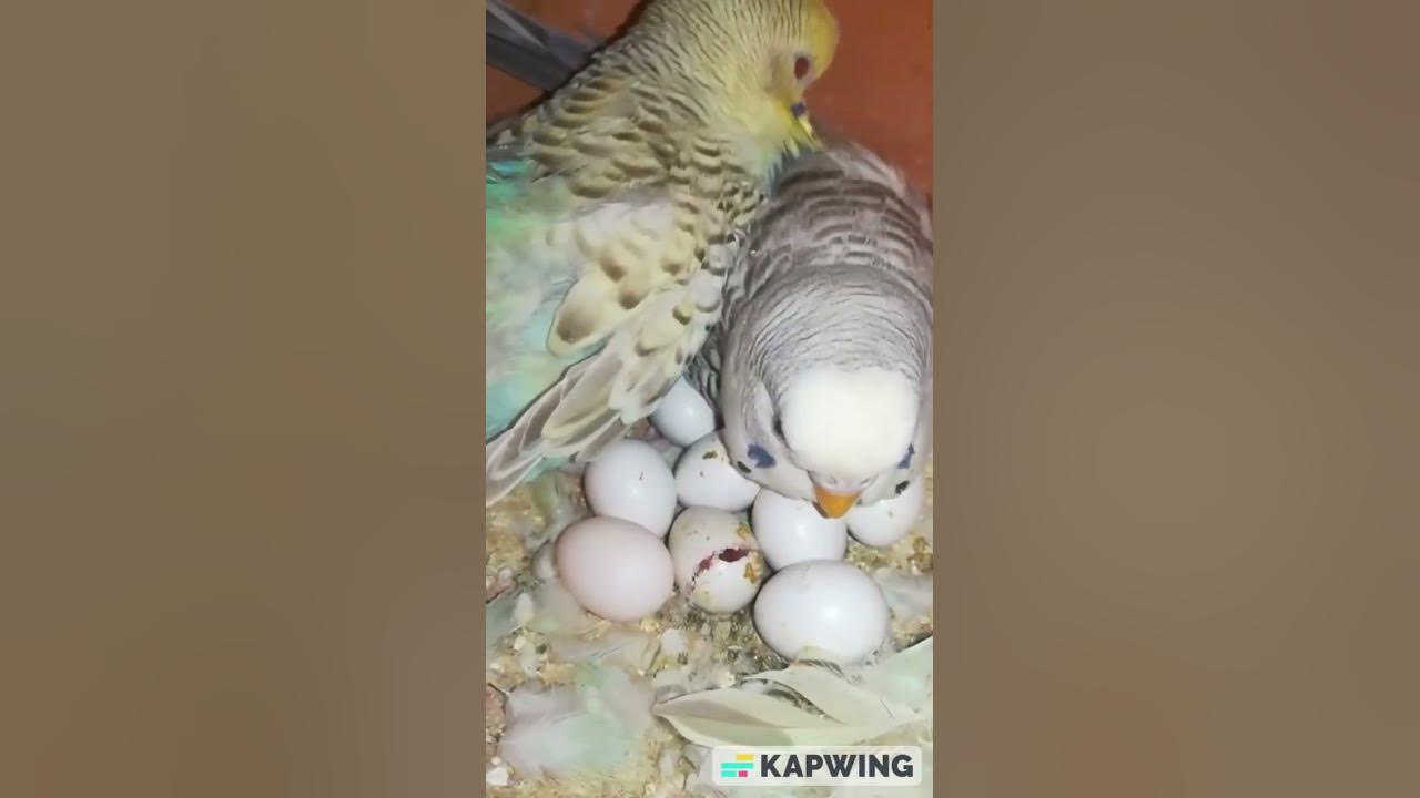 Budgies eggs hatching timeFallow budgies eggs hatching YouTube