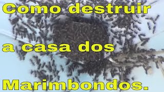 Espantar marimbondos saiba como com as seguintes dicas