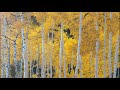 Golden Canopy II - Part III