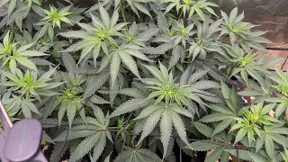 Let’s take some clones of the Mama wolf Kush plant 🐺 #organic #gardening #cannabisismedicine 