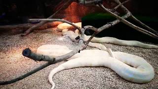 Reptilia Python Snake | Lost World Of Tambun screenshot 5