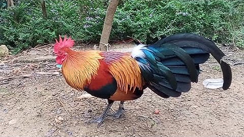 qaib dib zoo nkauj  10/10/2025