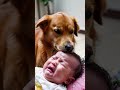 the dog stayed with the baby, guarding the #dog