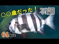 獲ってきた大きな【イシダイ】が何歳なのか調べてみた結果！【魚の年齢.2】