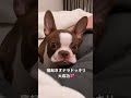 タナカガの愛犬ビビちゃんに悲劇が...
