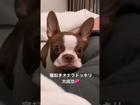 タナカガの愛犬ビビちゃんに悲劇が...