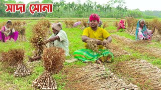 চলন বিলে সাদা সোনার চাষ || Panorama Documentary