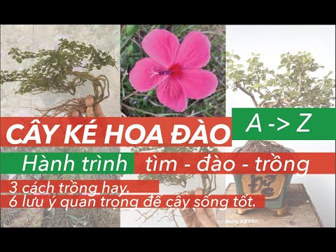 Video ???????? Hành trình: Tìm - Đào - Trồng - Cây Ké Hoa Đào /... - youtube