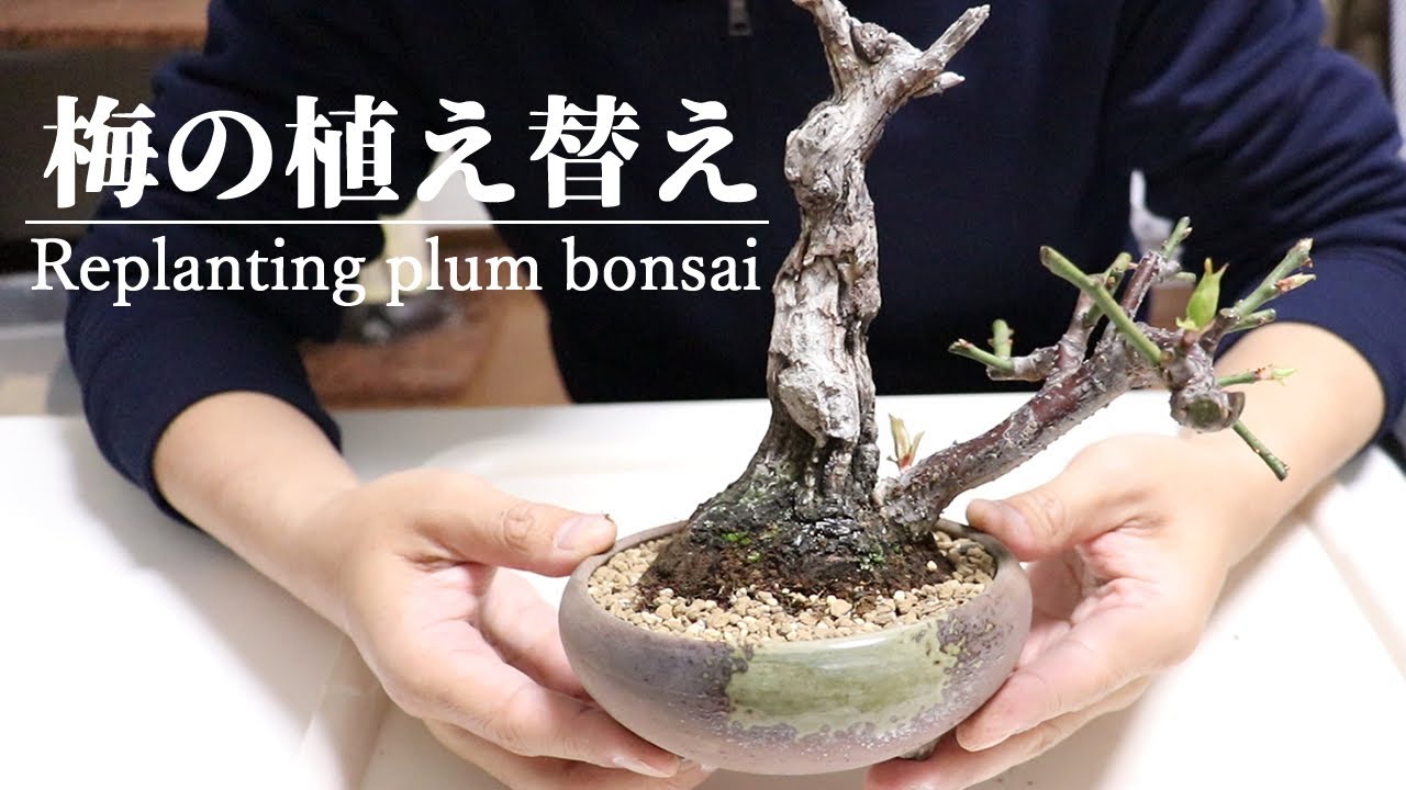 梅盆栽の植え替え Replanting Plum Bonsai Youtube