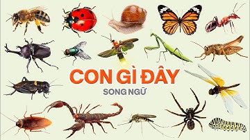 Con Gì Đây 3, Dạy Bé Đọc Tên Côn Trùng, Nghe Tiếng Kêu Con Vật | Song Ngữ Anh Việt | Insect, Animal