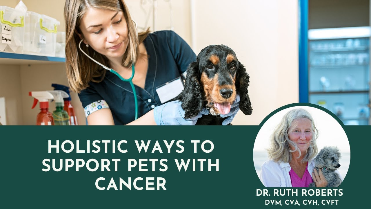 Holistic Ways To Support Pets with Cancer Diet for Dogs with Cancer