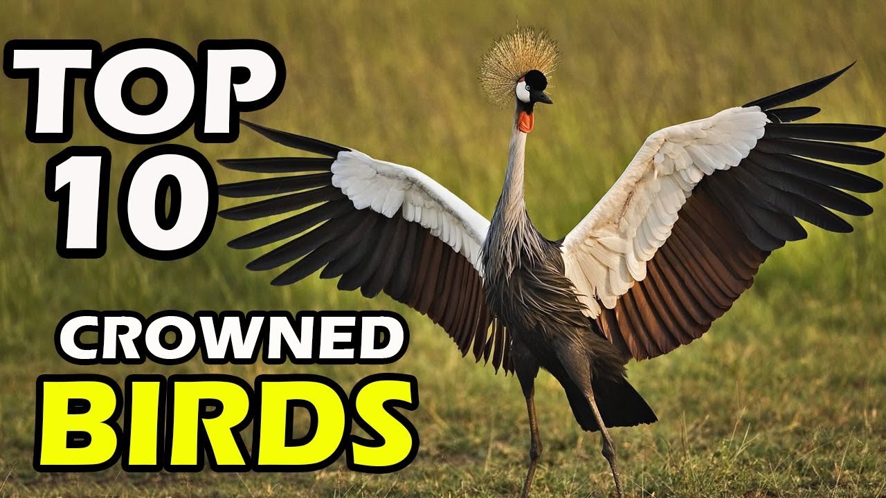 TOP 10 BEAUTIFULLY CROWNED BIRDS
