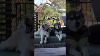 DRAMATIC KLEE KAI React To Fake Email With Favourite Words