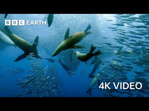 Sardine Feeding Frenzy with Sharks, Penguins and More 