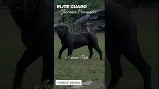 Elite Guard Giacomo Casanova..10 Month Old S. African Boerboel