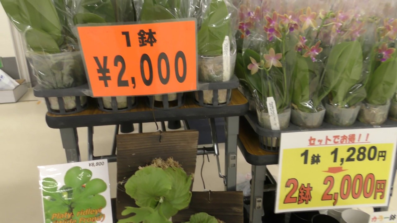 4k 世界のらん展 サンシャインシティ 10 販売コーナー Youtube 4k 世界のらん展 サンシャインシティ 10 販売コーナー Youtube