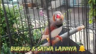 beautiful zebra finch chirping very sweet