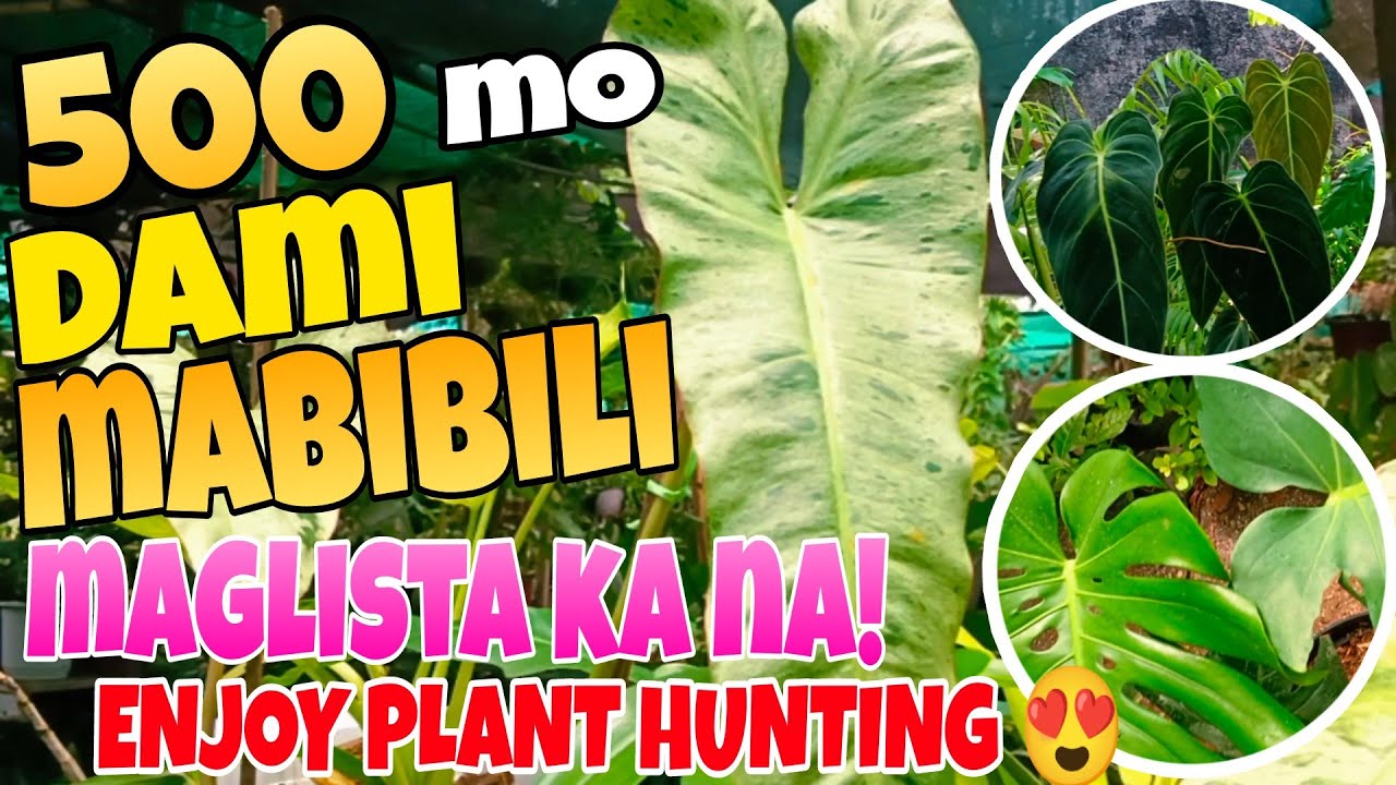 Budget 500 Challenge Wish List mo Mabibili Na! Enjoy Plant Hunting sa Garden ni Ate Jelly #plants