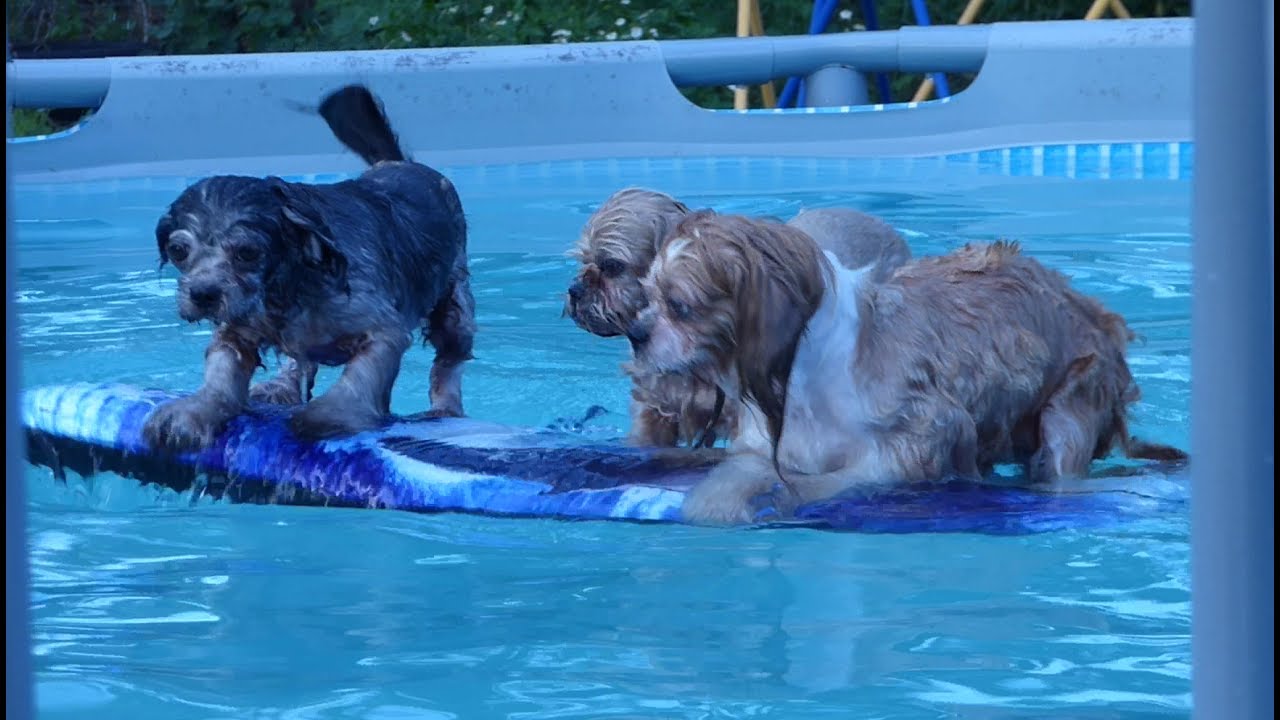 Dogs Floating on a Pool Raft YouTube