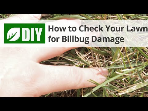 Wideo: Co to są pluskwy: Dowiedz się więcej o uszkodzeniu i kontroli trawnika przez Billbug