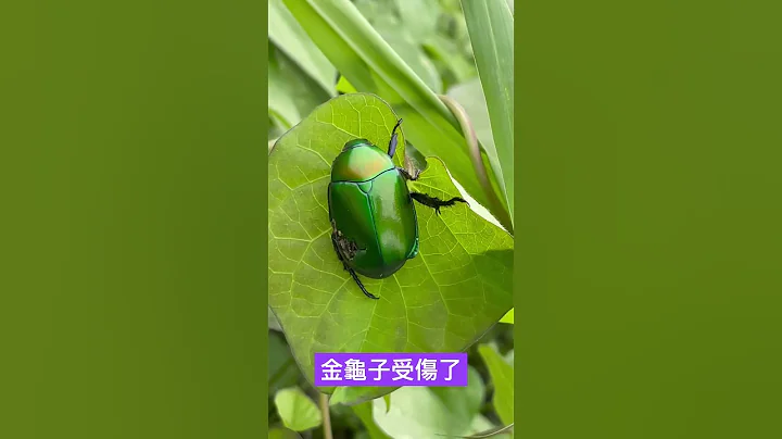 金龜子受傷了 - 天天要聞