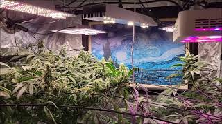 THC Herbangardener - We Are Almost Done In The 5x5 #teamtnb #tnbnaturals #enhancer