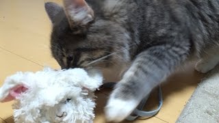 大好きなぬいぐるみとじゃれる猫 ノルウェージャンフォレストキャット
