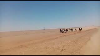 سباق الخيول العربيه الاصيله في دير الزور 3km