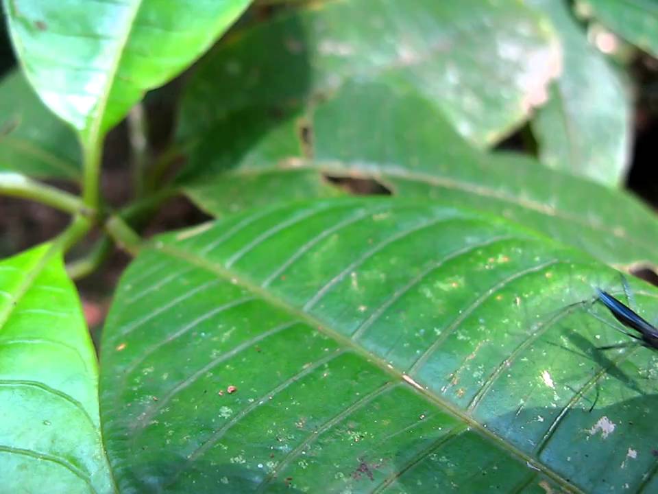 Fly dances on a leaf: Courtship Display (Costa Rica)